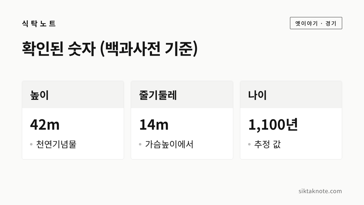 확인된 숫자 (백과사전 기준) — 높이 42m: 천연기념물 — 줄기둘레 14m: 가슴높이에서 — 나이 1,100년: 추정 값